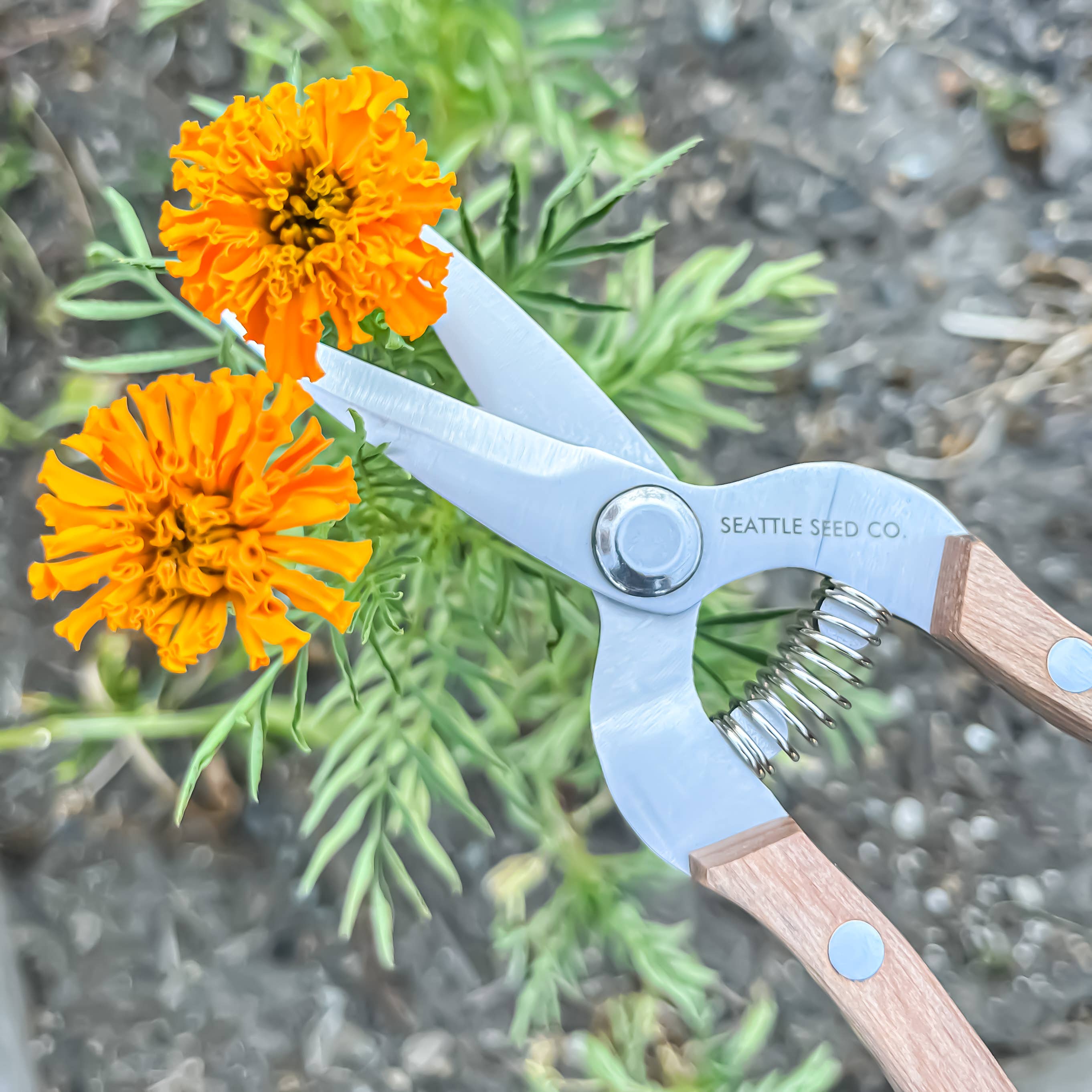 Straight Shears - Wood Handled Garden Tool Seattle Seed Co.